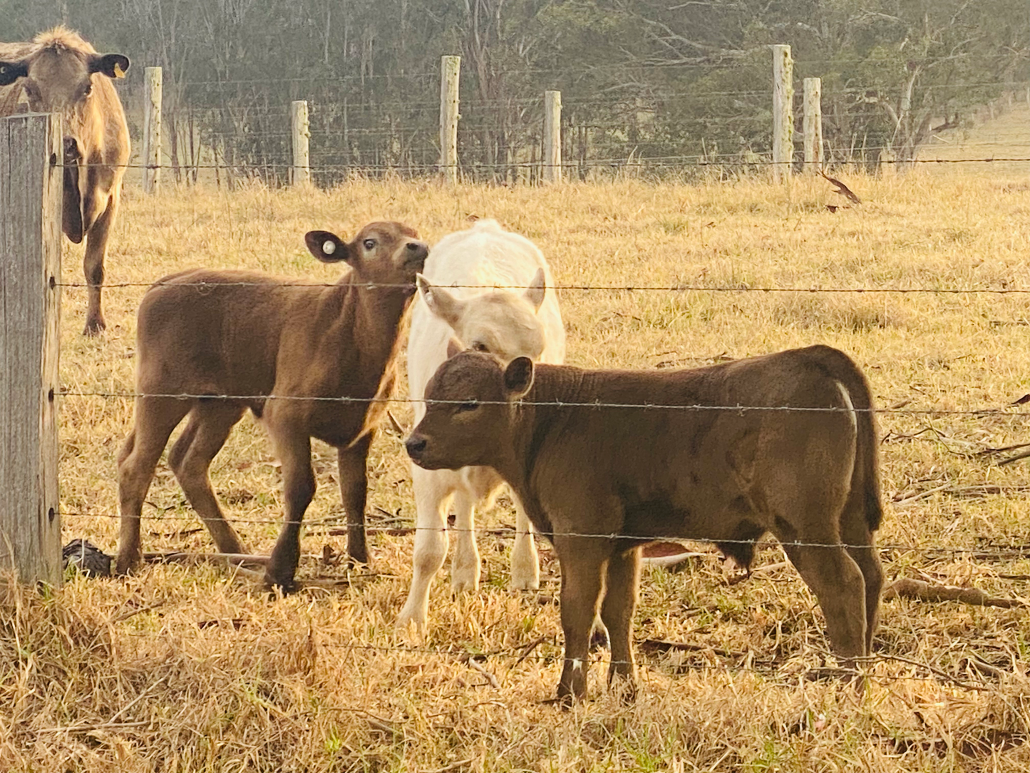 Countryside Serenade: Capturing Rural Delight