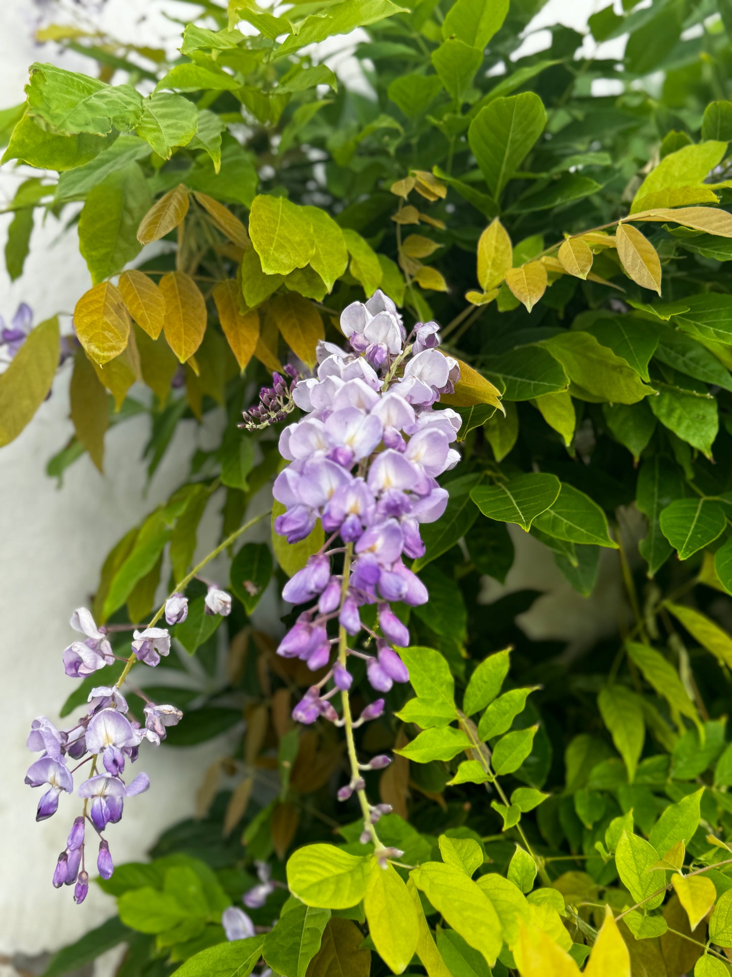 "A Symphony in Purple and Green" Fine Art Photography