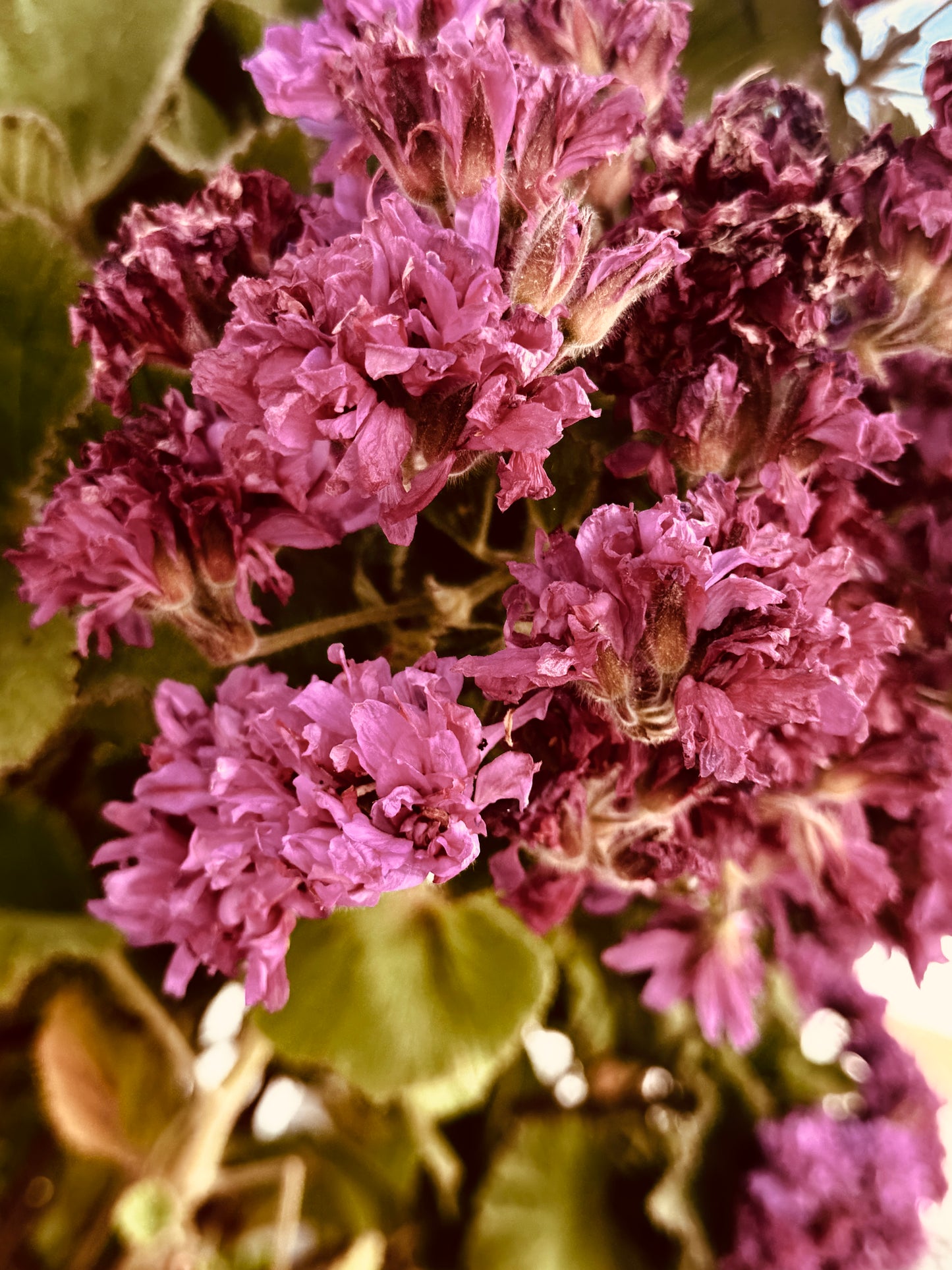 "Fading Bloom" Fine Art Photography
