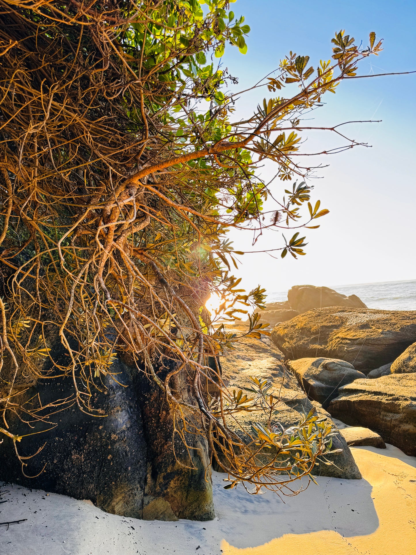 "Tangled Shores" Fine Art Photography