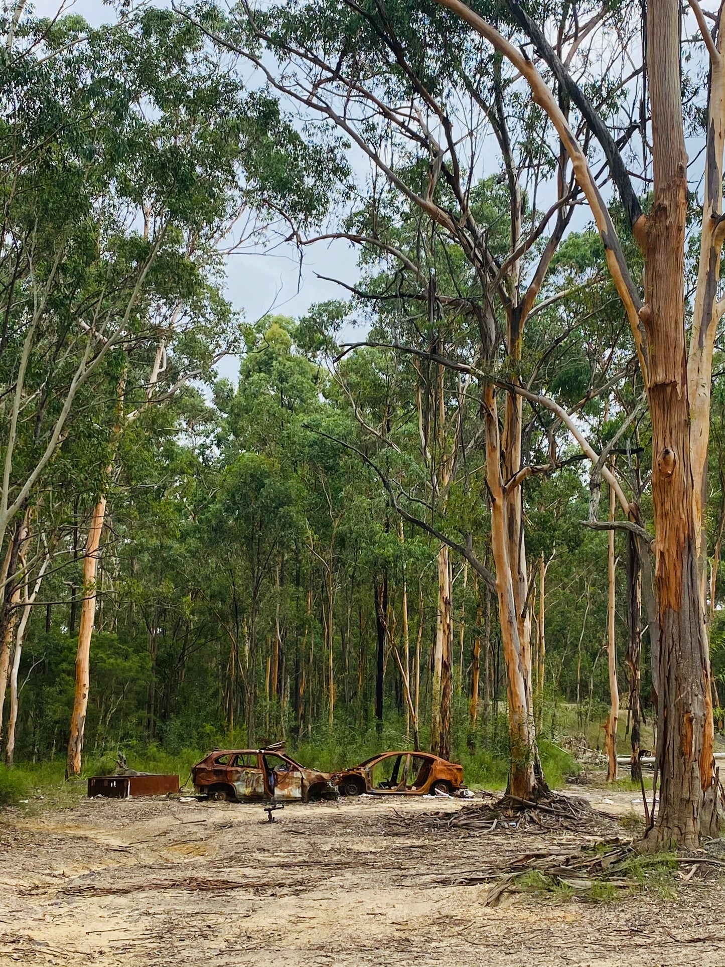"Gum Tree Guardians of Rust" Fine Art Photography