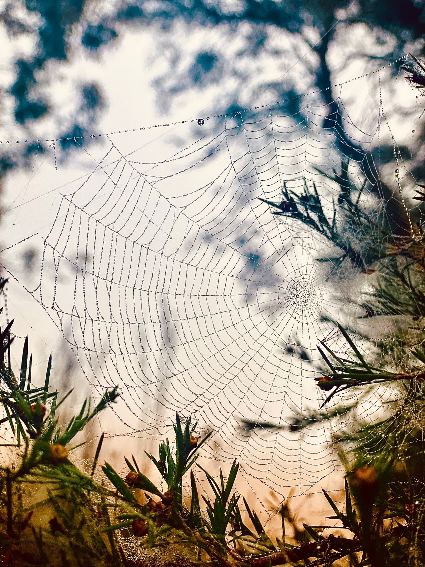 "Woven in the Wilderness" Fine Art Photography
