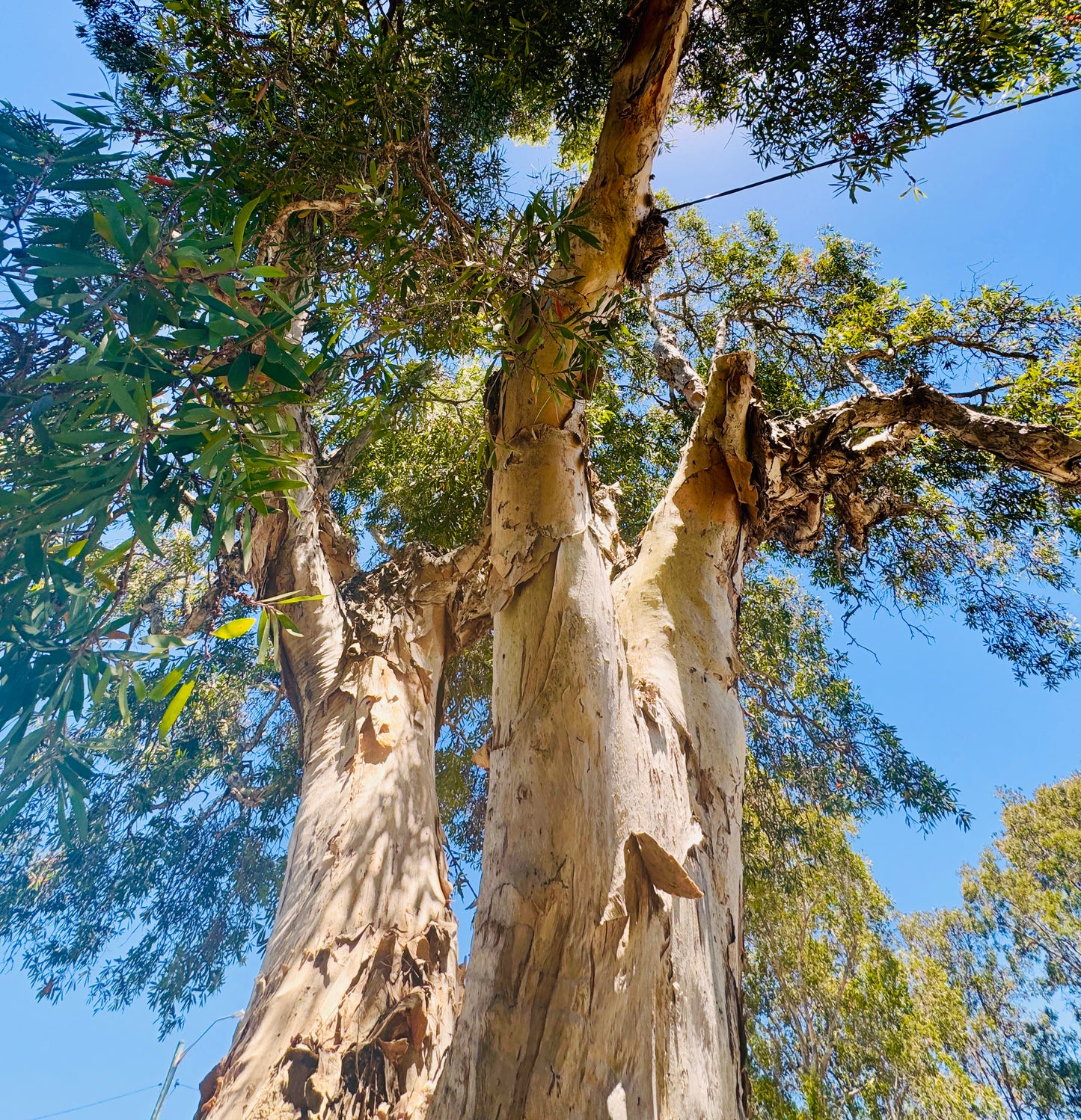 "Reaching for the Sky" Fine Art Photography