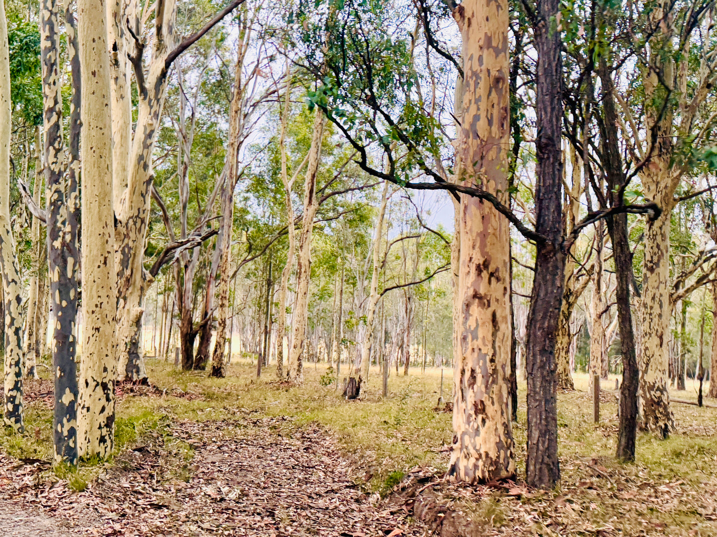"Eucalyptus Elegance" - Fine Art Photography