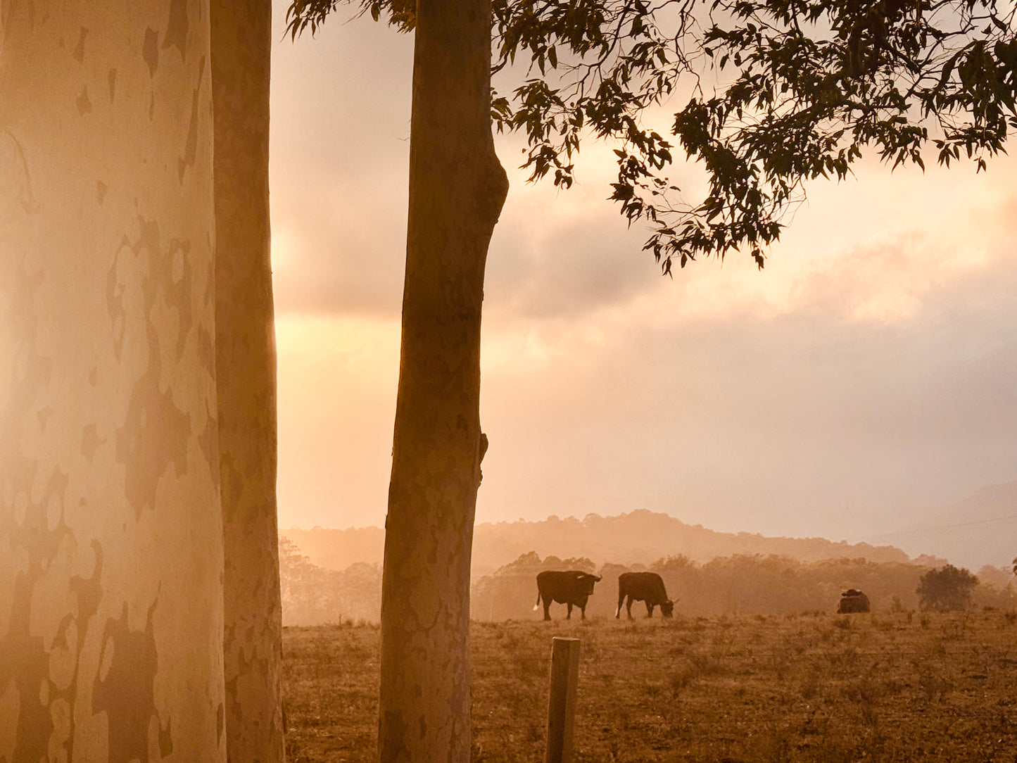 "Peaceful Pastures" - Fine Art Photography