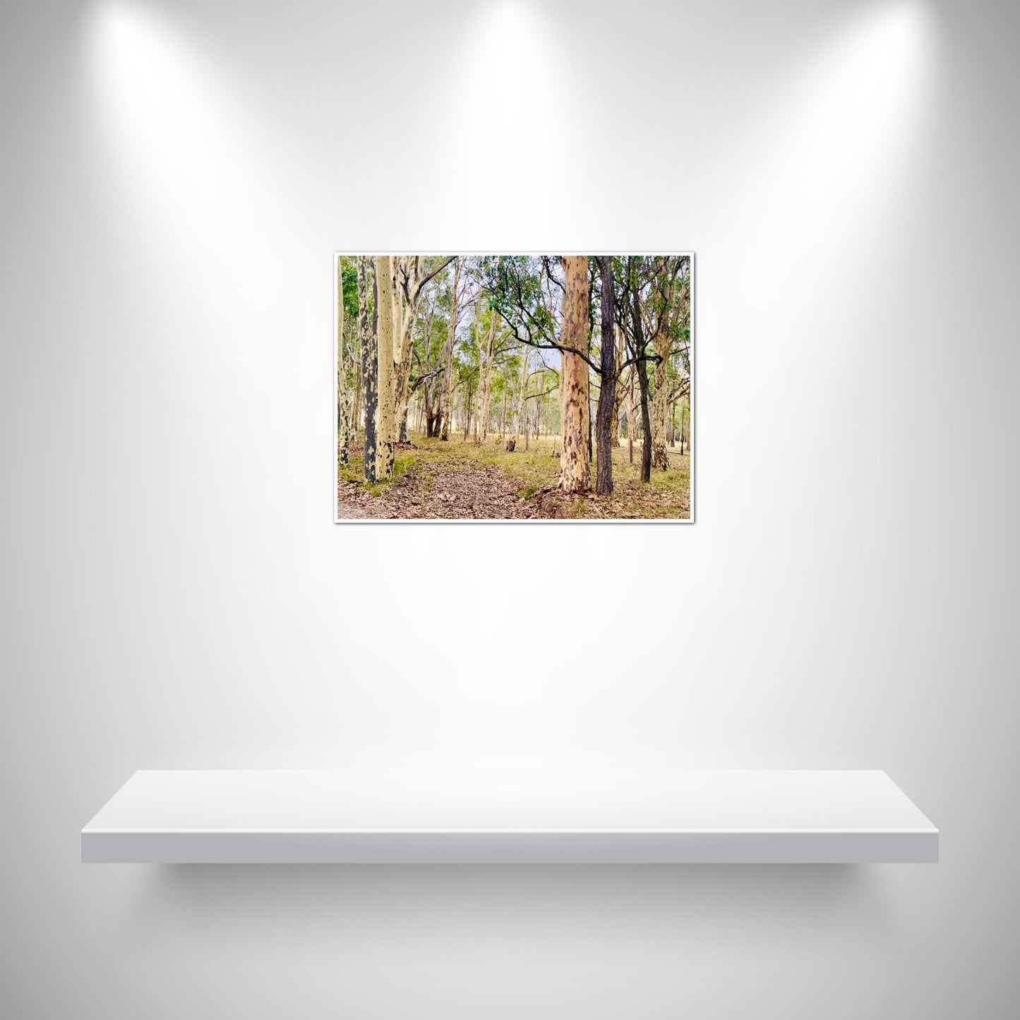 "Eucalyptus Elegance" - Fine Art Photography