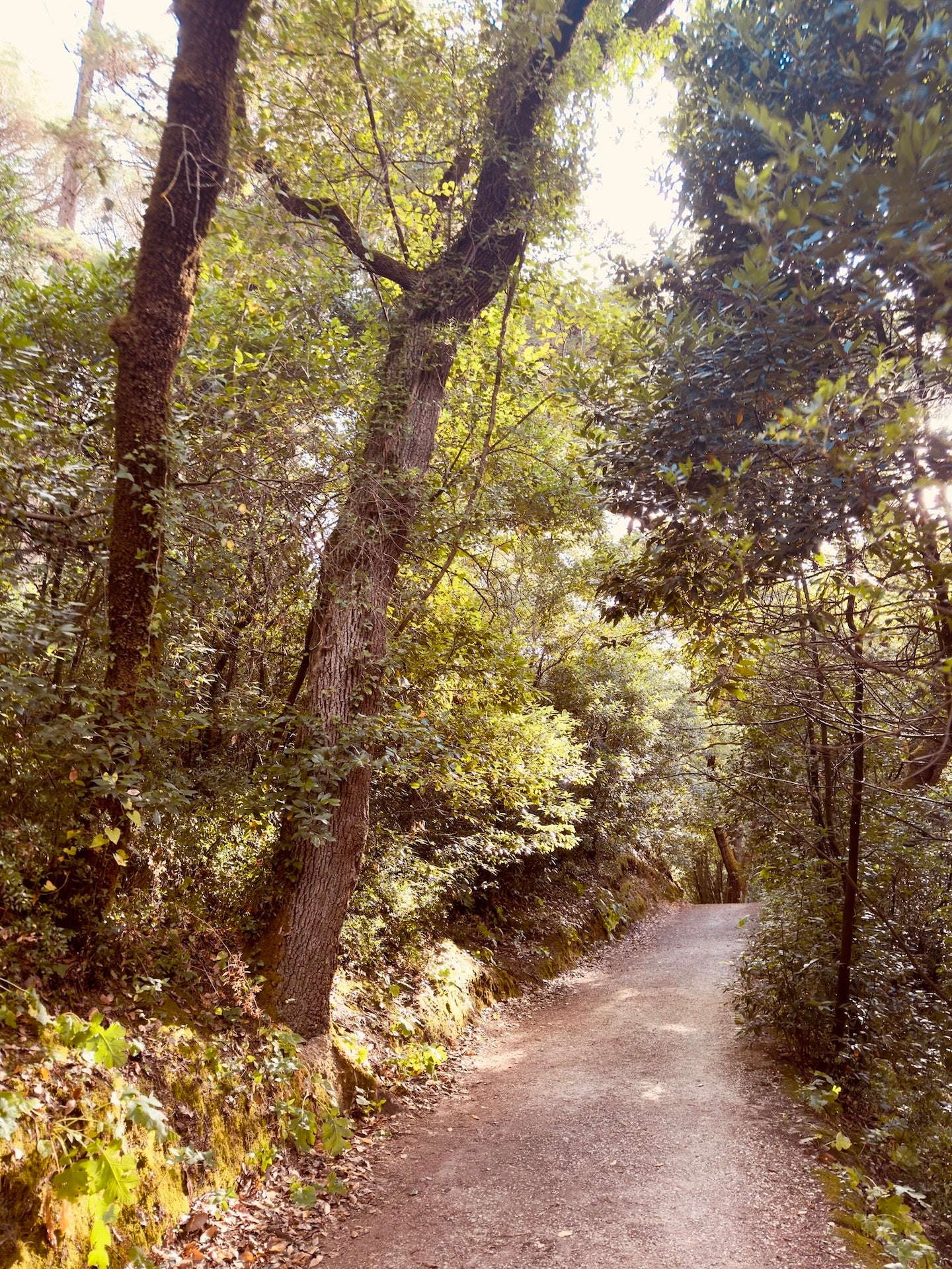 "Serenity Among the Trees" Fine Art Photography