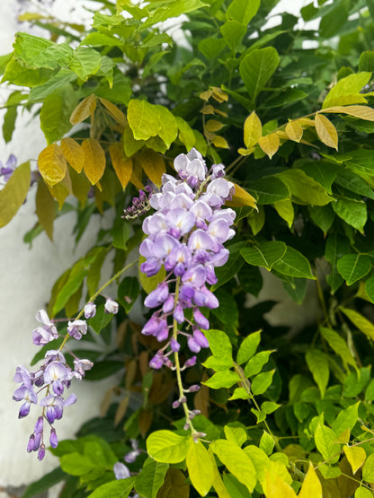 "A Symphony in Purple and Green" Fine Art Photography