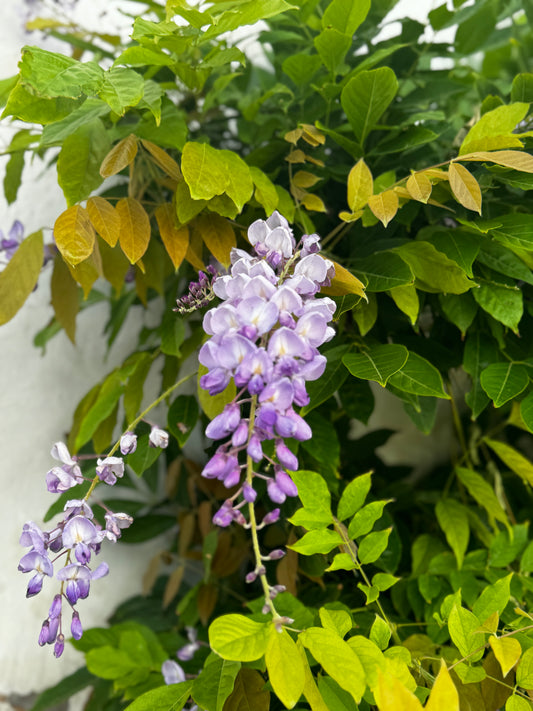 "A Symphony in Purple and Green" Fine Art Photography
