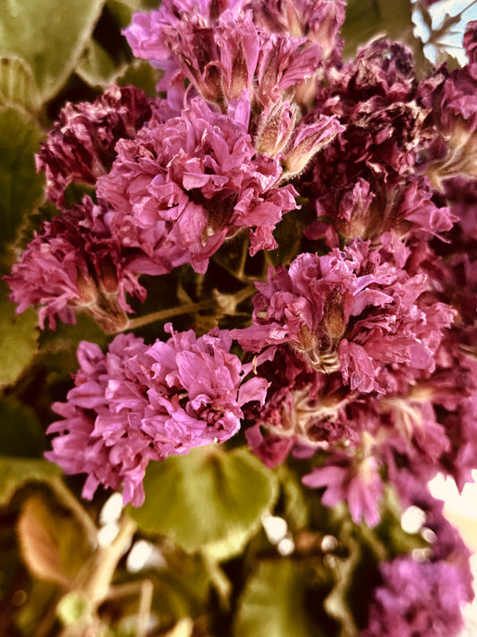 "Fading Bloom" Fine Art Photography