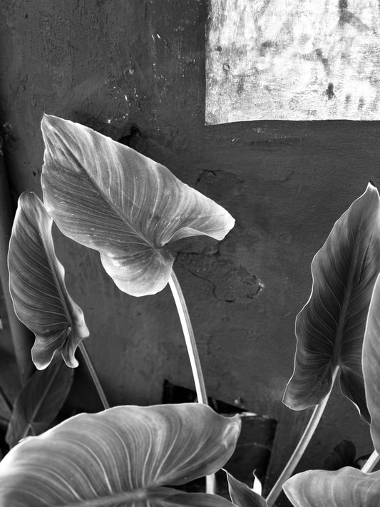 "Timeless Leaves" Fine Art Photography