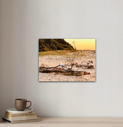 "Solitude on Driftwood" Fine Art Photography