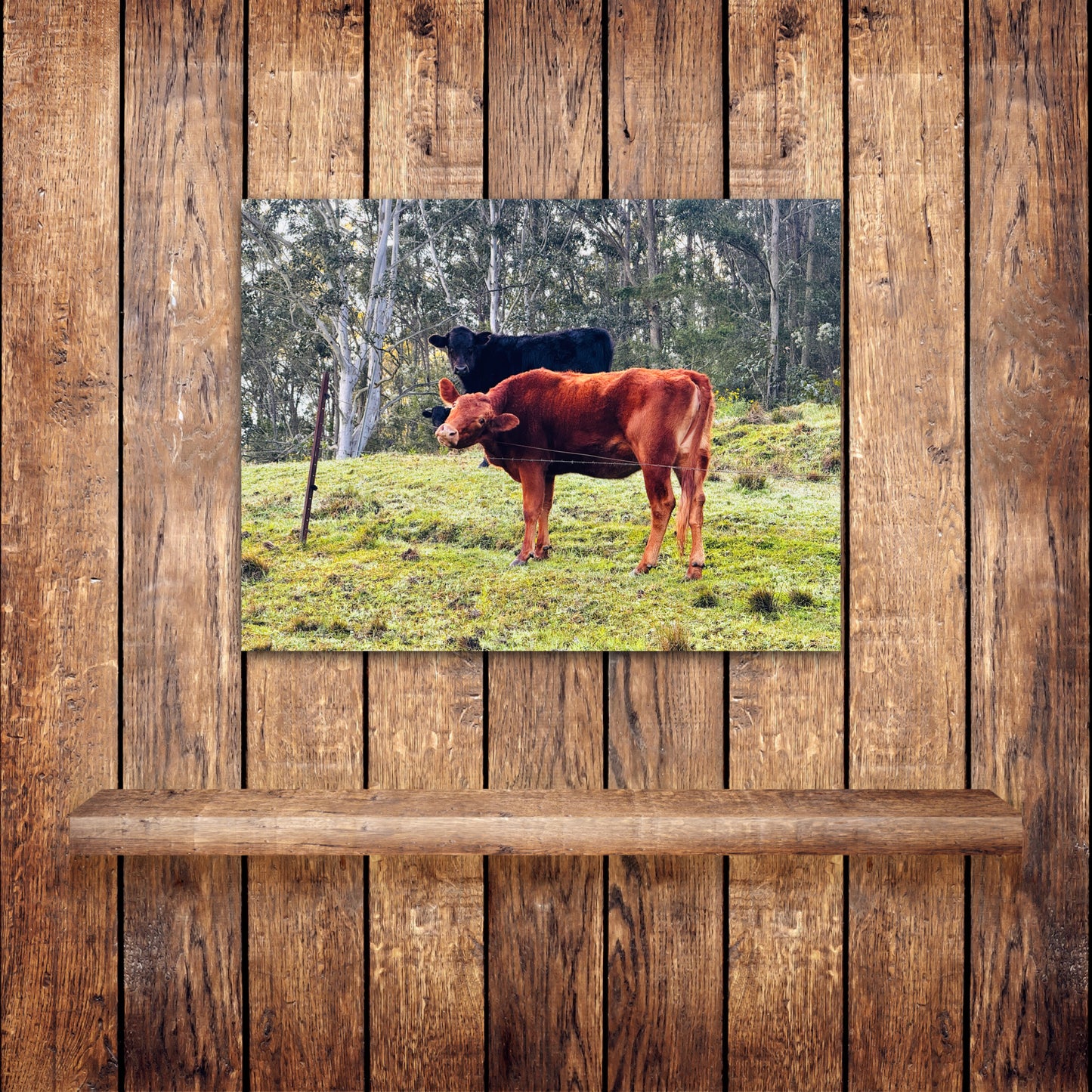 "Rural Curiosity" Fine Art Photography