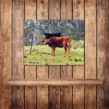 "Rural Curiosity" Fine Art Photography