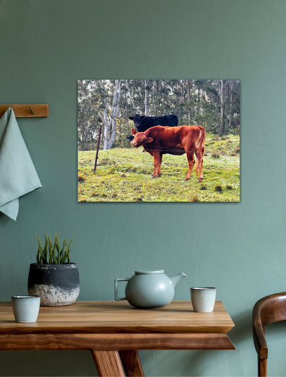 "Rural Curiosity" Fine Art Photography