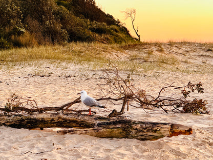 "Solitude on Driftwood" Fine Art Photography