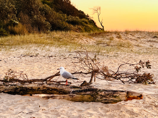 "Solitude on Driftwood" Fine Art Photography