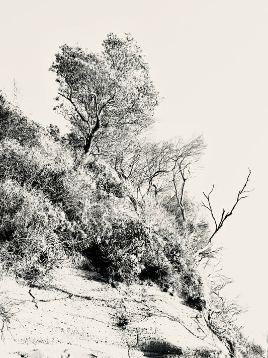 "Standing Tall" Fine Art Photography