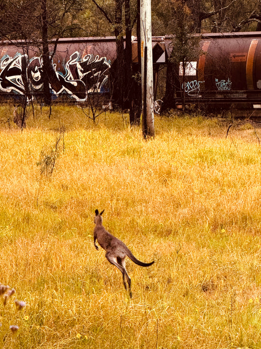 "Silent Tracks, Wild Steps: Kangaroo and the Forgotten Train" Fine Art Photography