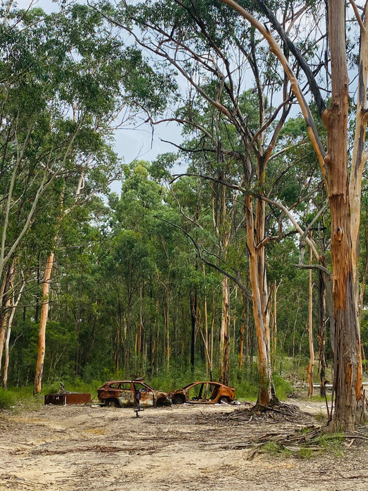 "Gum Tree Guardians of Rust" Fine Art Photography