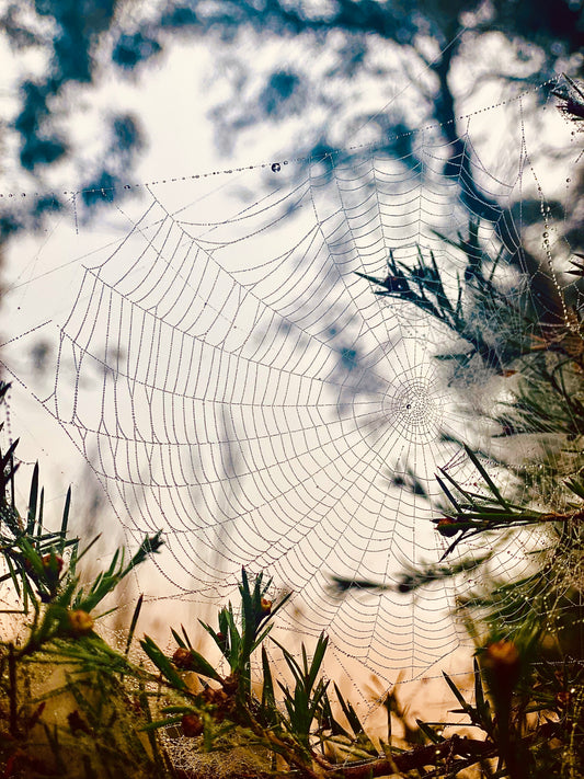 "Woven in the Wilderness"  Fine Art Photography