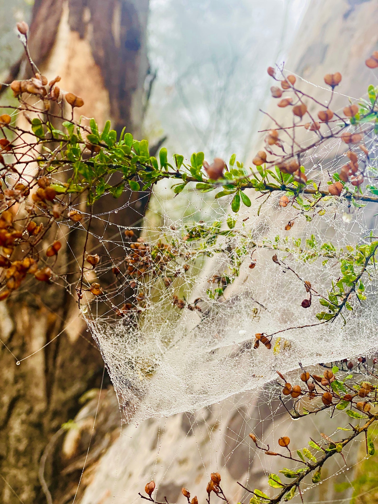"Web of Wonders"  Fine Art Photography