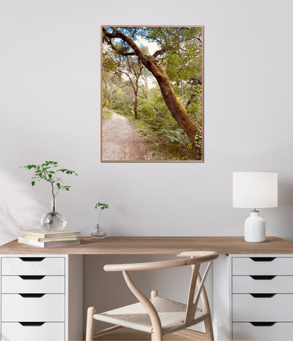 "The Enchanted Trail" Fine Art Photography