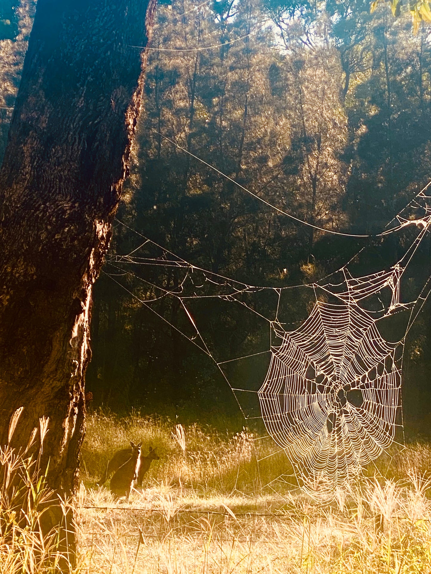 "Architects of the Wild" Fine Art Photography