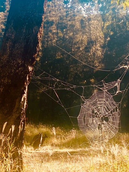 "Architects of the Wild" Fine Art Photography
