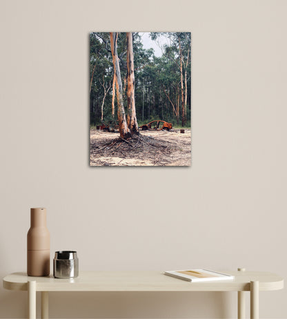 "Nature's Silent Witness" Fine Art Photography