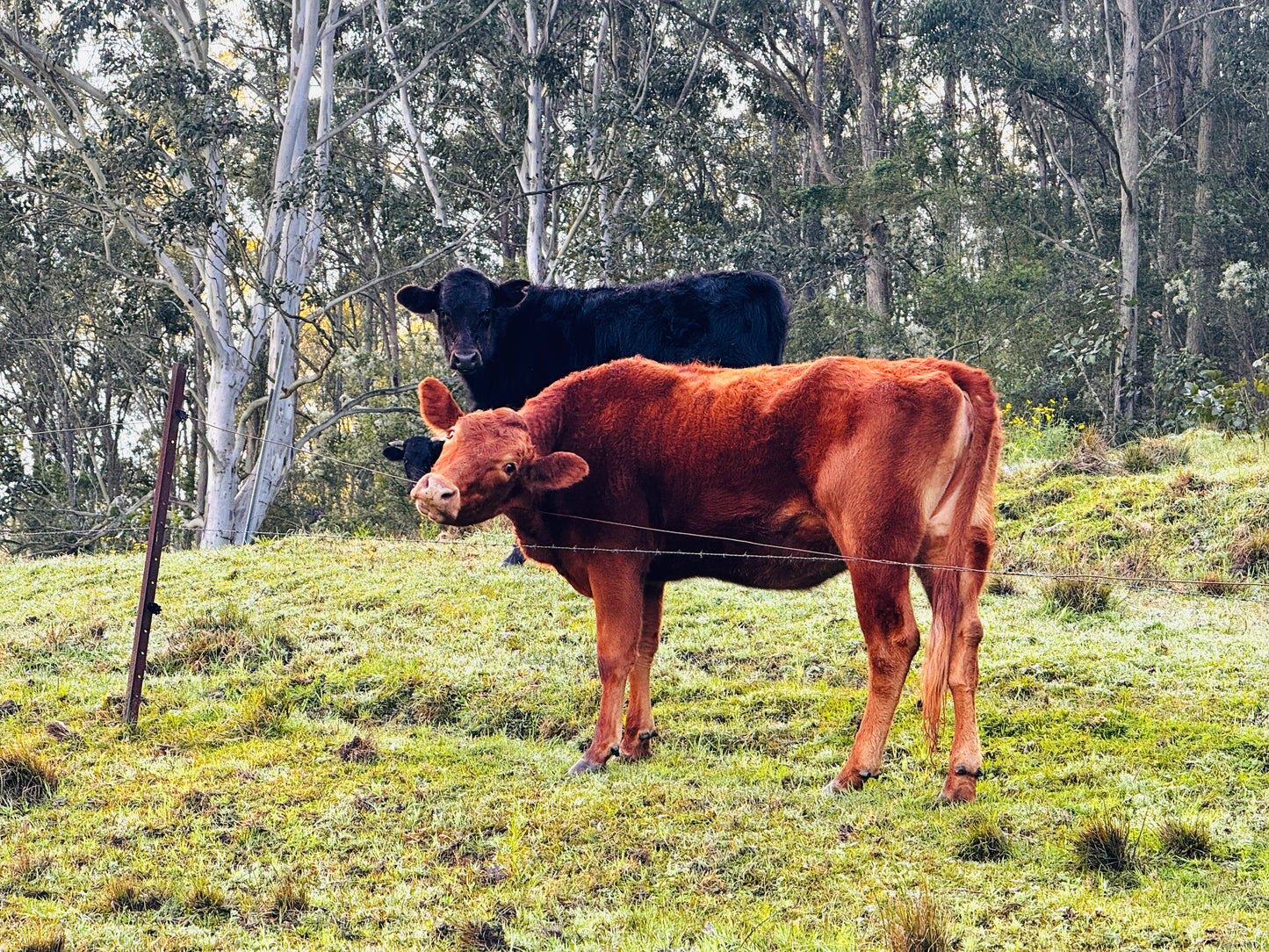"Rural Curiosity" Fine Art Photography