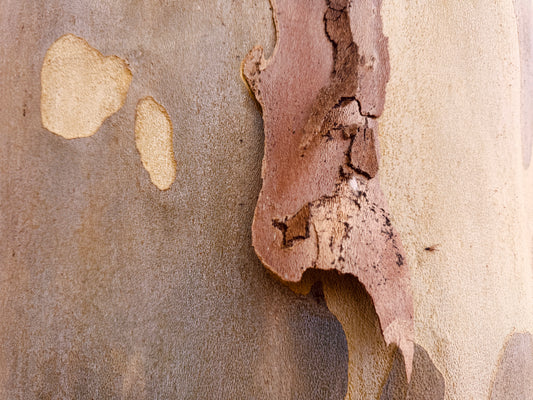 "A Love for the Land" - Masterpiece 1 | Fine Art Photography