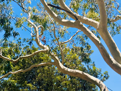"The Dance of the Branches" - Fine Art Photography