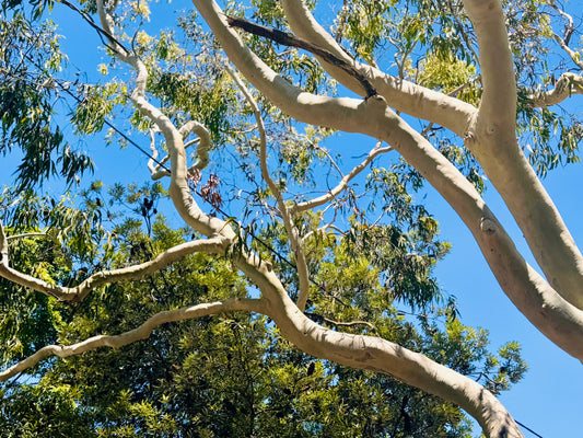 "The Dance of the Branches" - Fine Art Photography