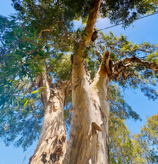 "Reaching for the Sky" Fine Art Photography