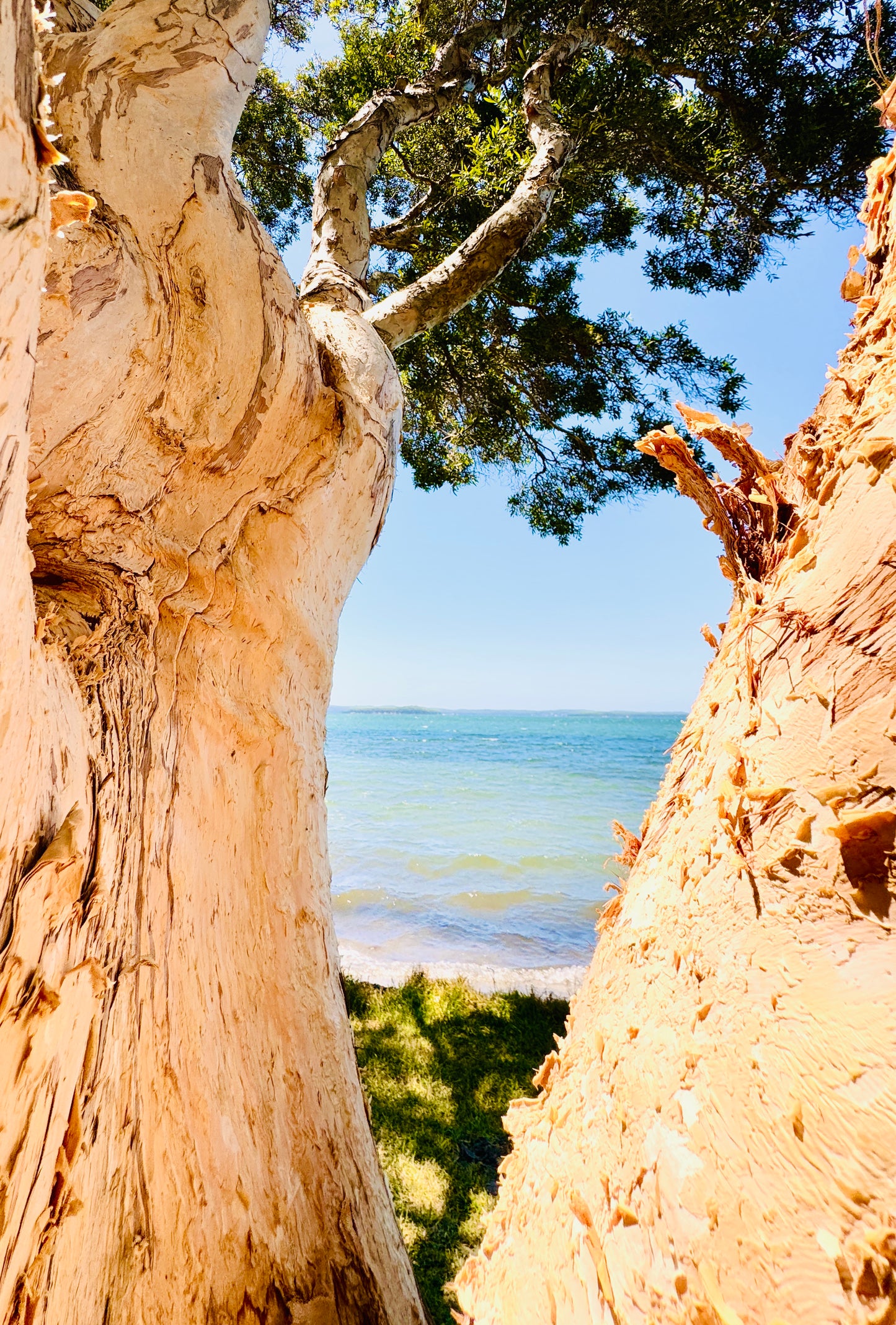 "Blue Waters Through the Bark" Fine Art Photography