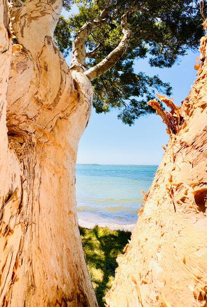 "Blue Waters Through the Bark" Fine Art Photography