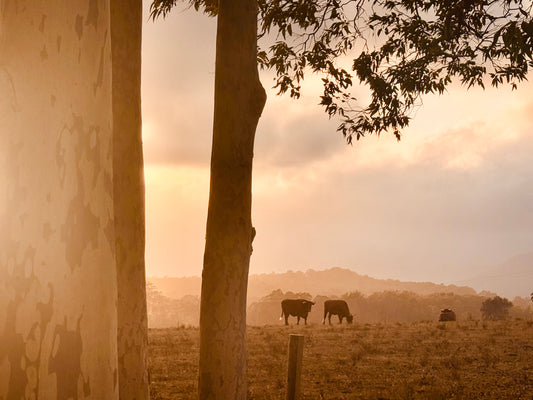 "Peaceful Pastures" - Fine Art Photography