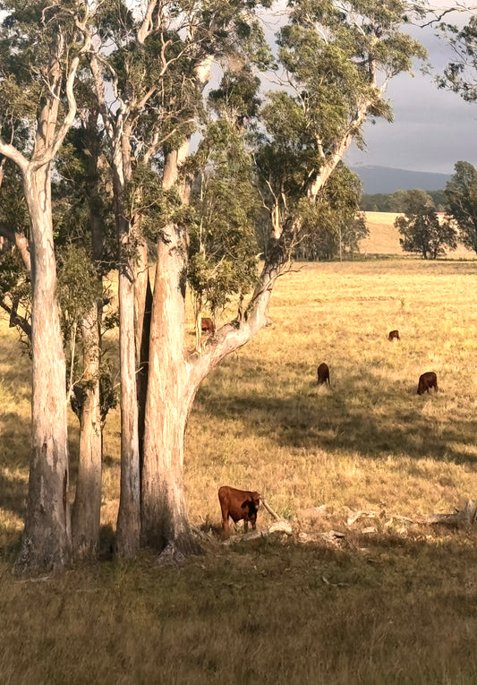 "Under the Aussie Sky" Fine Art Photography