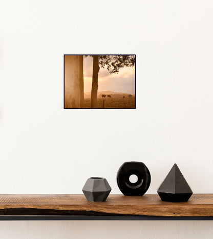 "Peaceful Pastures" - Fine Art Photography