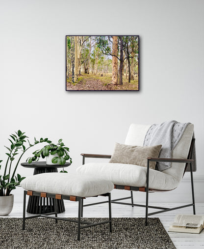 "Eucalyptus Elegance" - Fine Art Photography