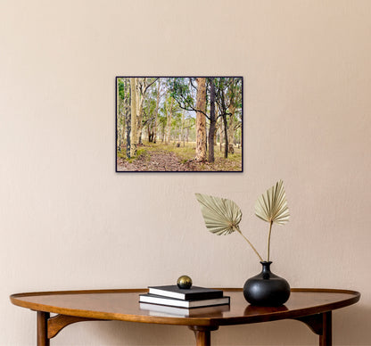 "Eucalyptus Elegance" - Fine Art Photography