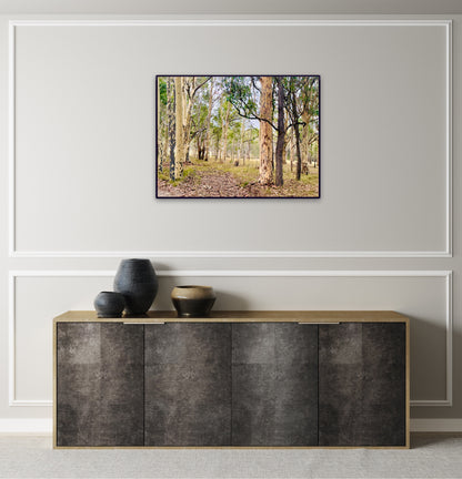 "Eucalyptus Elegance" - Fine Art Photography