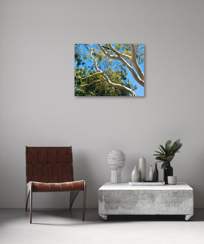 "The Dance of the Branches" - Fine Art Photography