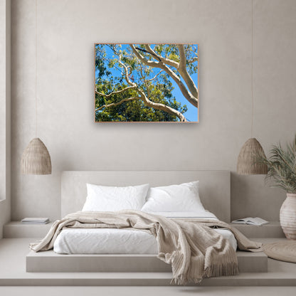 "The Dance of the Branches" - Fine Art Photography