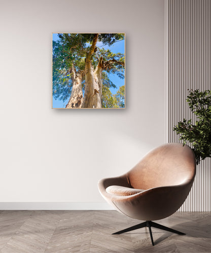 "Reaching for the Sky" Fine Art Photography