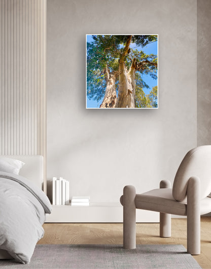 "Reaching for the Sky" Fine Art Photography