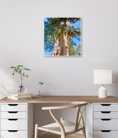 "Reaching for the Sky" Fine Art Photography