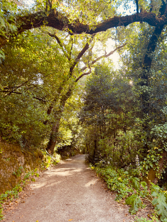"Pathway to Tranquility" Fine Art Photography