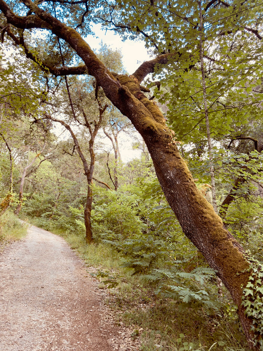 "The Enchanted Trail" Fine Art Photography